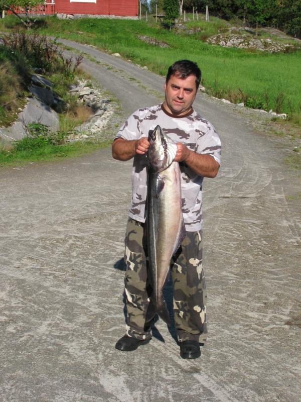 Seelachs 1.05 m und 10 kg