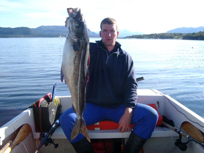Seelachs aus dem Julsundet in der Nähe der Insel Gossen.