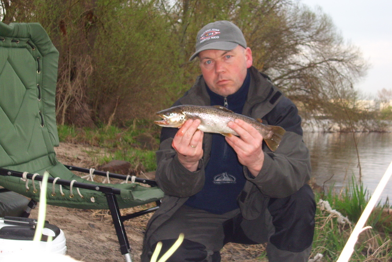 seltener Fang im Untermain, Bachforelle.