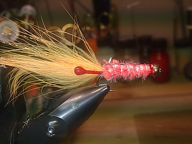shrimp