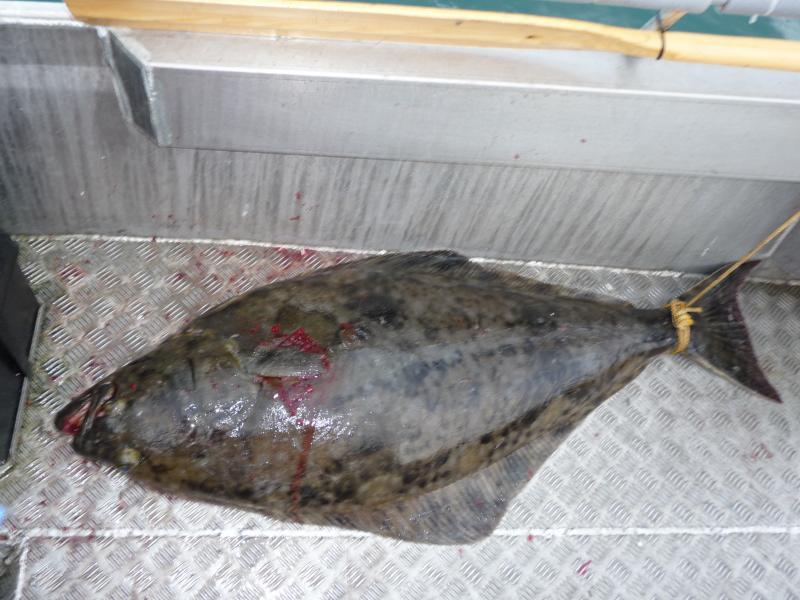 Skjervoy_2008
Heilbutt gegafft...endlich im Boot