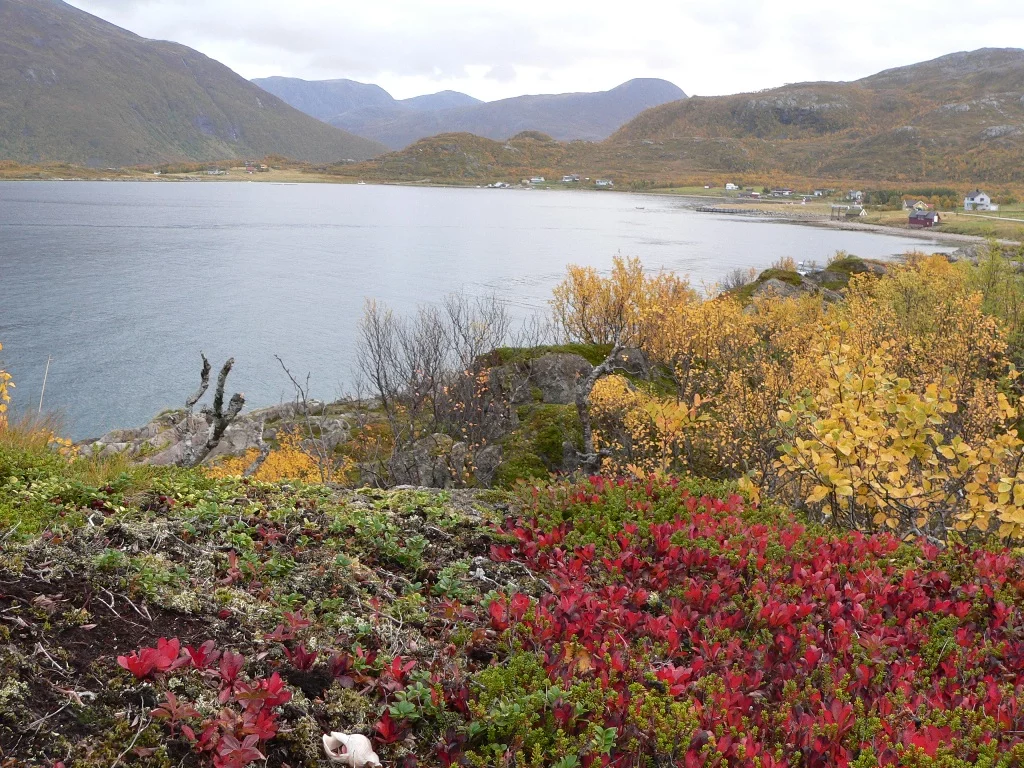 Sommaröy  Kvalöya Herbst 2009
