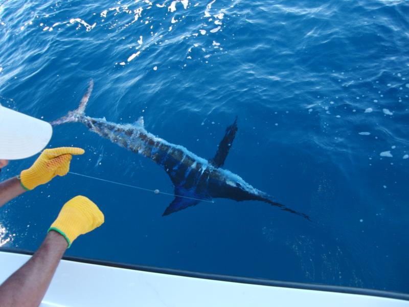 Striped Marlin