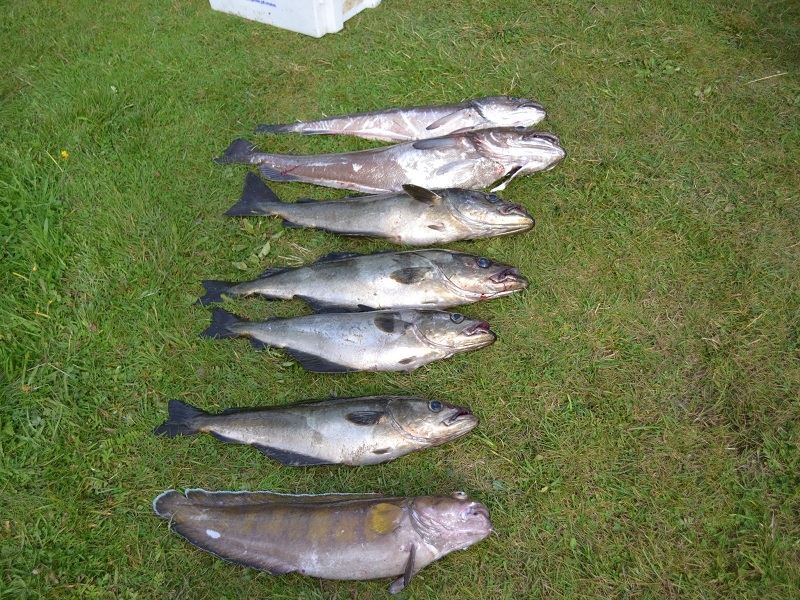 Trondheimleia klein 4