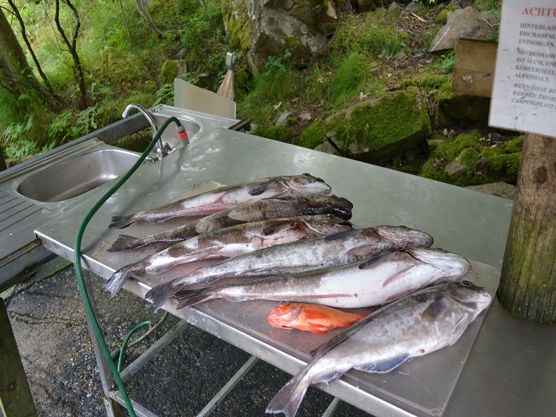 Trondheimsleia klein