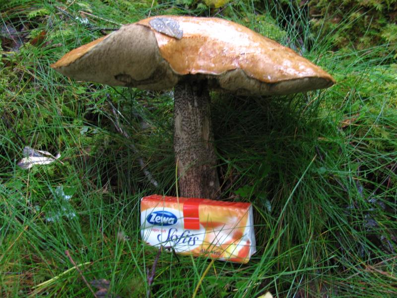 und das war nicht der Größte