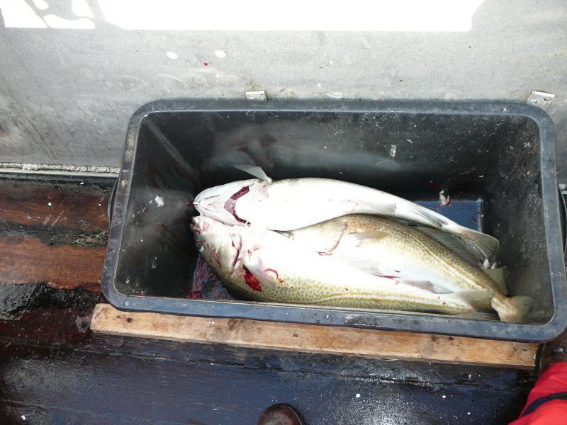 Und erste Fische in Kistengröße stellen sich auch ein.