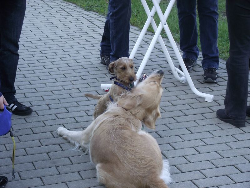 unser Kampfdackel gibt ja nie auf