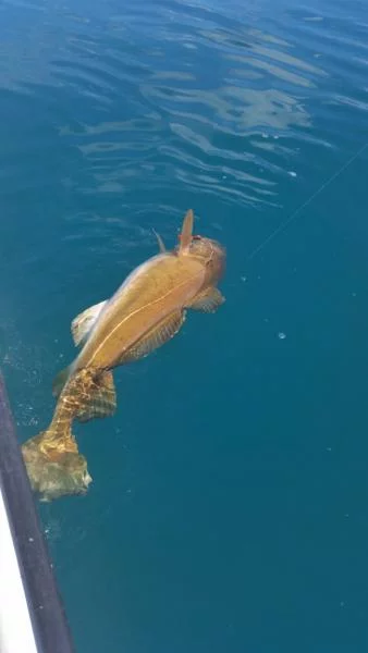 uploadfromtaptalk1438361060434