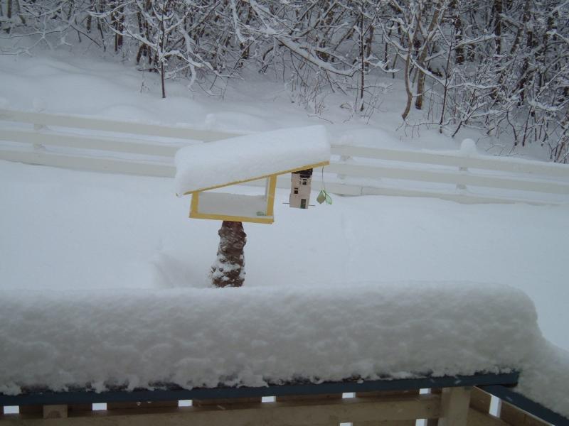 Vögel trauen sich nicht mehr raus