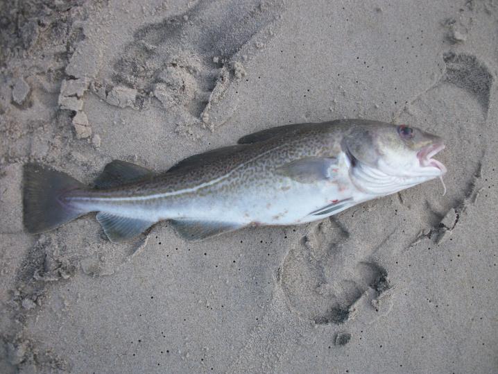 vrist 79
Kabeljau 48cm, auf Wattwurm