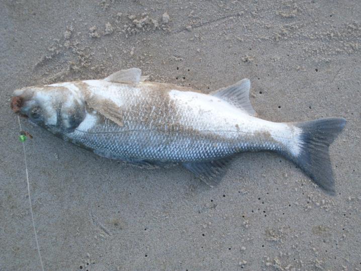 vrist 81
Wolfsbarsch 41cm auf Wattwurm