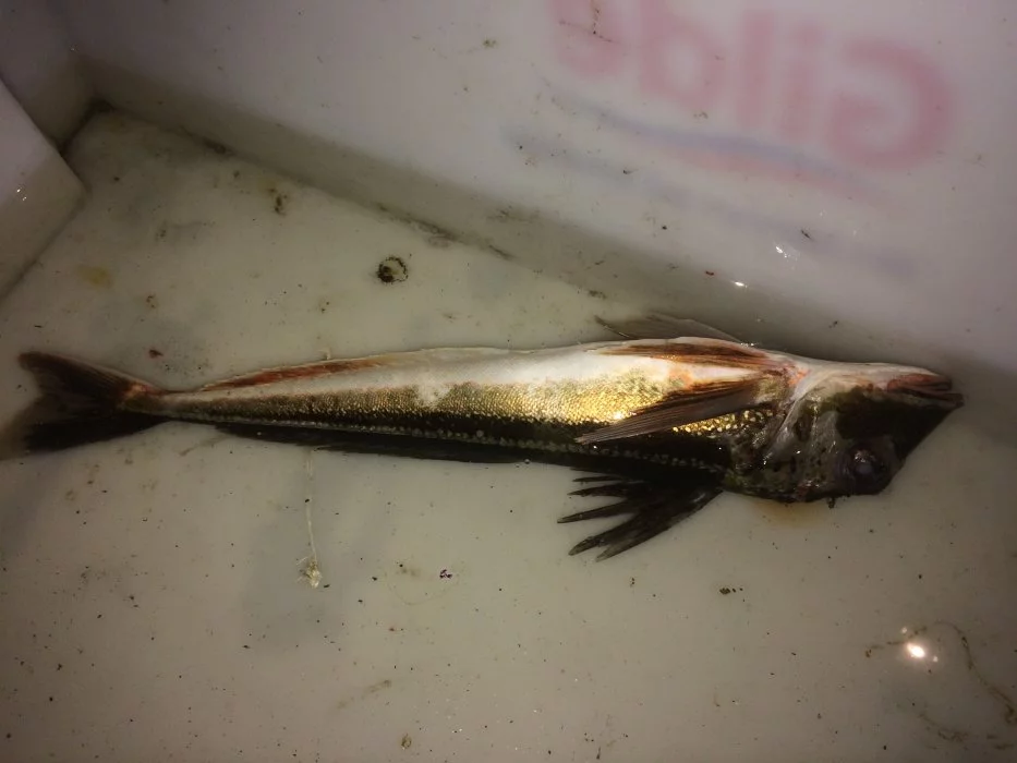 Welcher Fisch ist das?