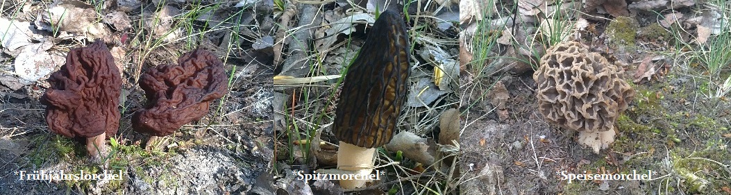 pilzberater-suedwestsachsen.weebly.com